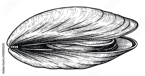 A hand drawn sketch of a sea clam or mussel shell with textured surface, perfect for seafood menus, marine biology education, culinary graphics, and natural history projects.