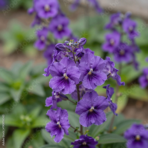 Close-up of beautiful purple flowers in a vibrant garden setting