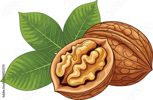 Walnut with green leaves isolated on white background, healthy organic nut food illustration detailed vector design
