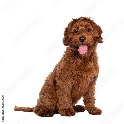 Cute red Cobberdog puppy, sitting side ways. Looking curious towards camera. isolated cutout on transparent background.  Tongue out.