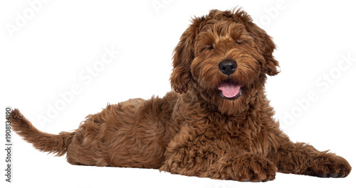 Cute red Cobberdog puppy, laying down side ways. Head turned towards camera. Isolated cutout on transparent background.  Eyes shut and tongue out.