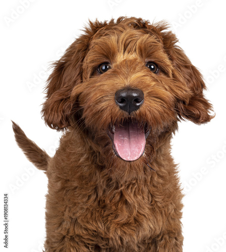 Funny head shot of cute red Cobberdog puppy, standing facing front. Looking curious towards camera. Isolated cutout on transparent background. Tongue out.