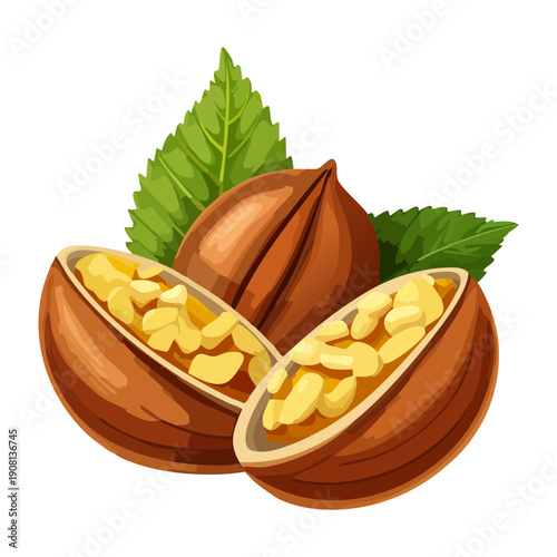 Cracked nuts in shell for healthy snack and natural food ingredient concept and design - Vector Illustration