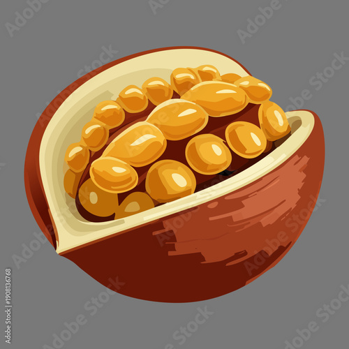 Open nut shell showing seeds for botanical study and healthy food ingredient illustration - Vector Illustration