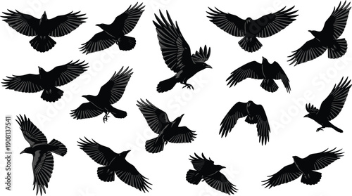 Flying crow silhouettes set, black birds in various wing positions, ravens and crows in flight illustration isolated on white background
