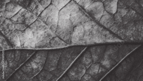 Detailed close up view reveals intricate vein structure of dark leaf surface. Vector halftone background. Dotted black and white overlay bg in punk style for collages.