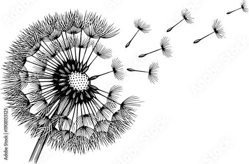 Blowball dandelion seed head for nature dispersal and delicate botanical growth cycle – Black and White Vector Illustration