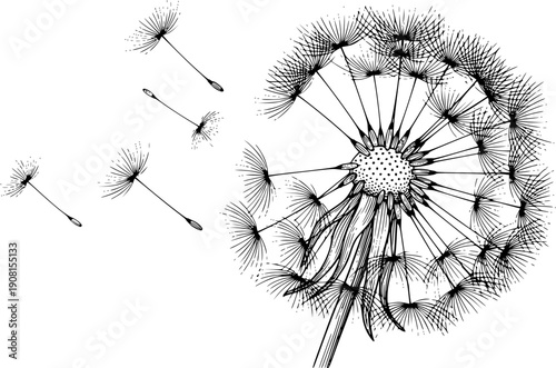 Blowball dandelion seed head for nature dispersal and delicate botanical growth cycle – Black and White Vector Illustration