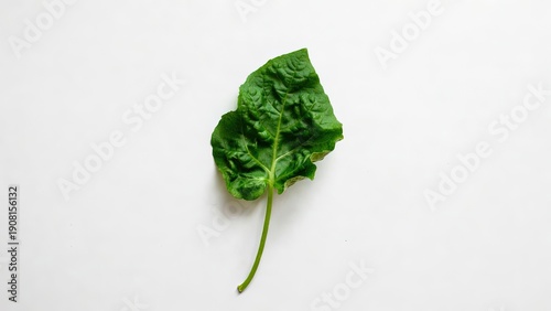 Fresh green spinach leaf on white background, organic raw vegetable leaf with textured veins, healthy vegan food ingredient for cooking
