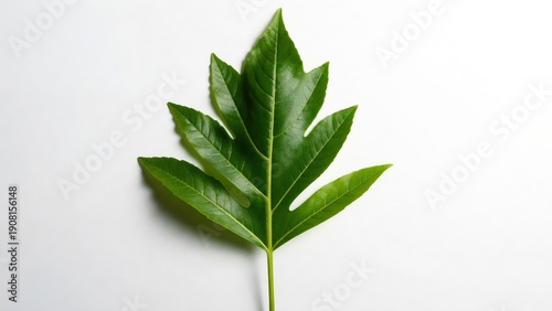 A single green leaf with serrated edges and visible veins lies flat on a plain white background.
