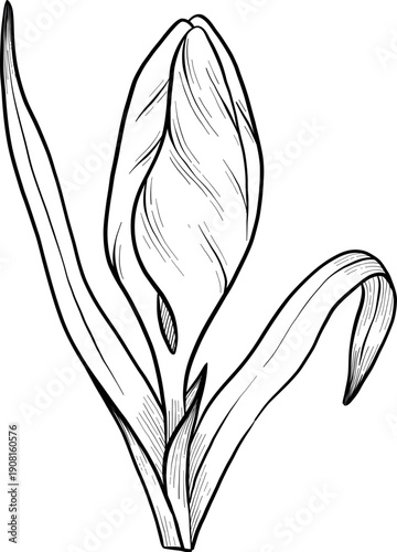 Easter flower festive traditional decor element set. Ink style vector illustration. Engraved outline eggs, knots, spring garden flowers and basket. Monochrome graphics in a hand-drawn line style