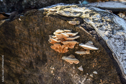 Bilde på lerret Close-up of shelf mushrooms on a cut log with weathered bark