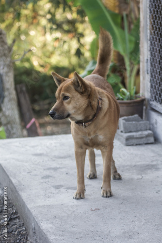 thai brown stray dog pet