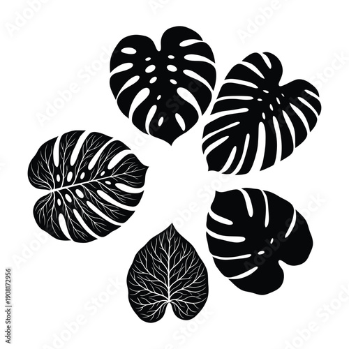 Black and white illustration of monstera deliciosa leaves in a cluster