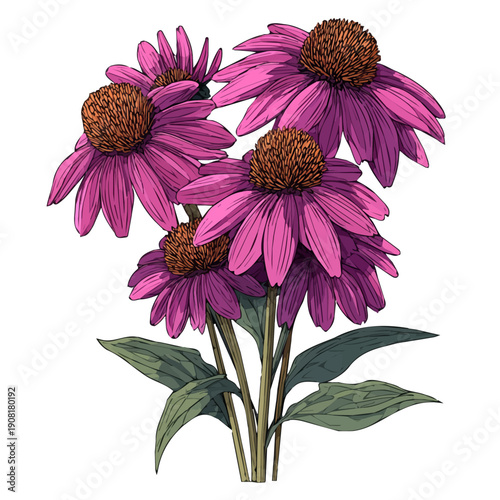 2D flat vector graphic of a Echinacea Bouquet in icon style, isolated on white background
