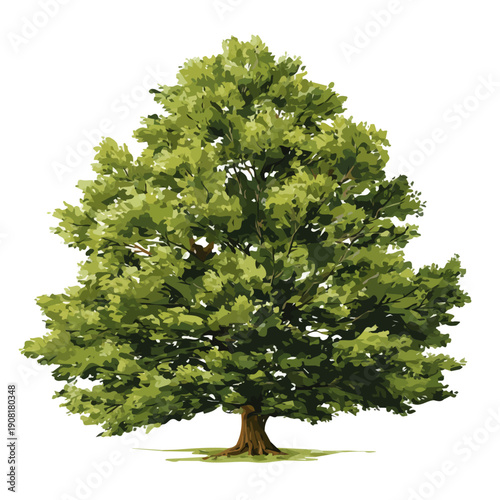 Minimalist 2D vector icon representation of a Beech Tree, displayed on a pure white background