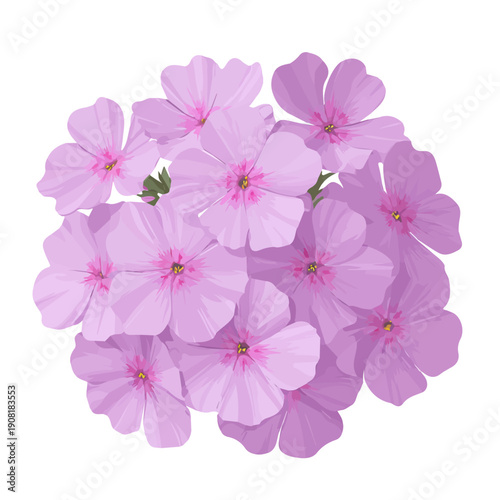 2D flat vector graphic of a Phlox Flower in icon style, isolated on white background