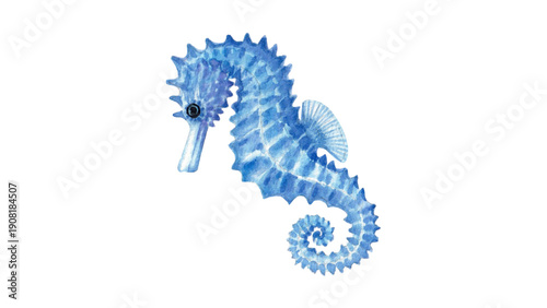 Detailed watercolor blue seahorse marine life illustration