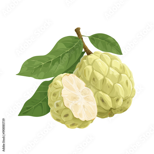 Simple flat 2D vector graphic of a Custard Apple in modern icon style, isolated on a white canvas
