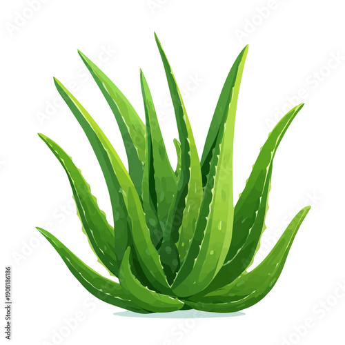 2D flat vector graphic of a Aloe Vera in icon style, isolated on white background