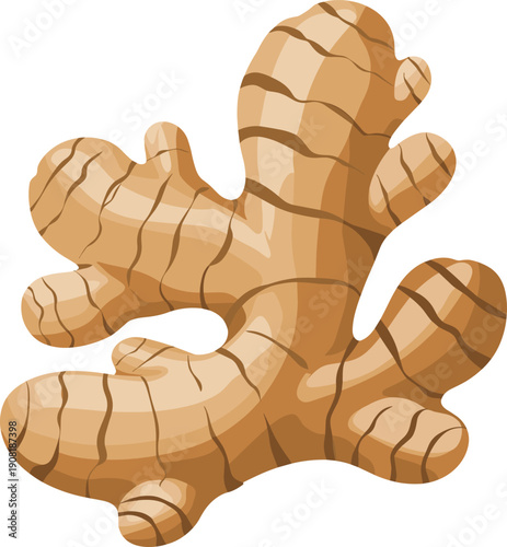 Closeup of a knobby ginger root with brown and tan stripes and ridges