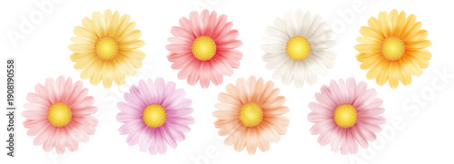 White chamomile flowers with yellow centers bloom in spring garden. Realistic daisy petals isolated on clean background. Fresh floral illustration for nature design