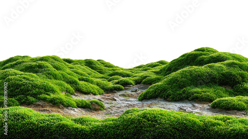 Mossy Landscape: A vibrant expanse of lush green moss blankets rolling hills, evoking a sense of tranquility and natural beauty.