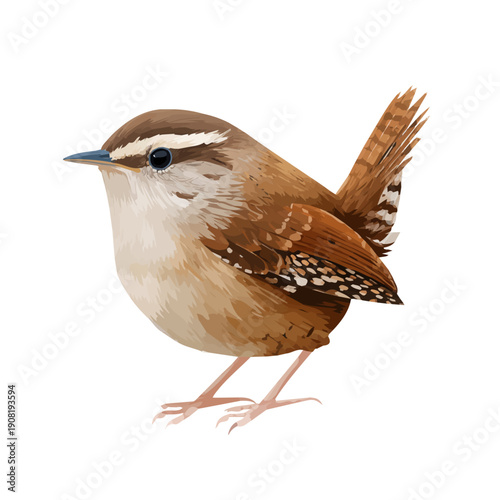 Schilderij op canvas Wren, 2D flat vector illustration in icon style, isolated on a white background