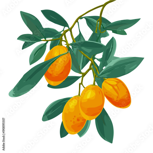 Kumquat, rendered in a minimalist 2D flat vector icon style against a pure white backdrop