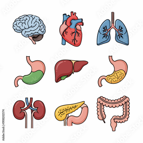 Simple outline style vector illustrations of major human internal organs, including the brain, heart, lungs, and digestive system.