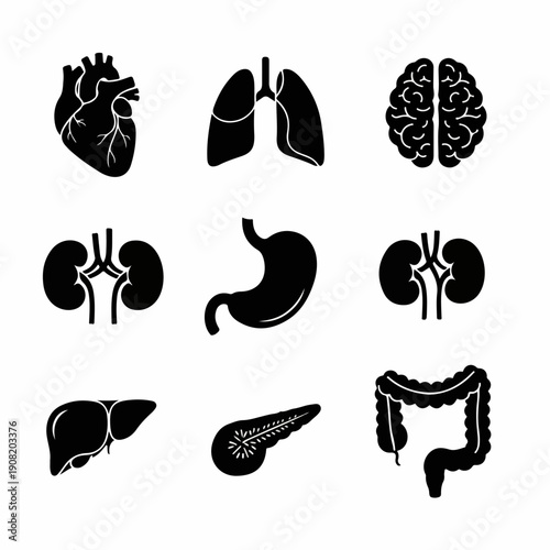 Human Internal Organs Vector Icons Set: Heart, Brain, Lungs, Liver, Kidneys, Stomach, Pancreas, and Intestines Glyphs for Anatomy and Medicine.