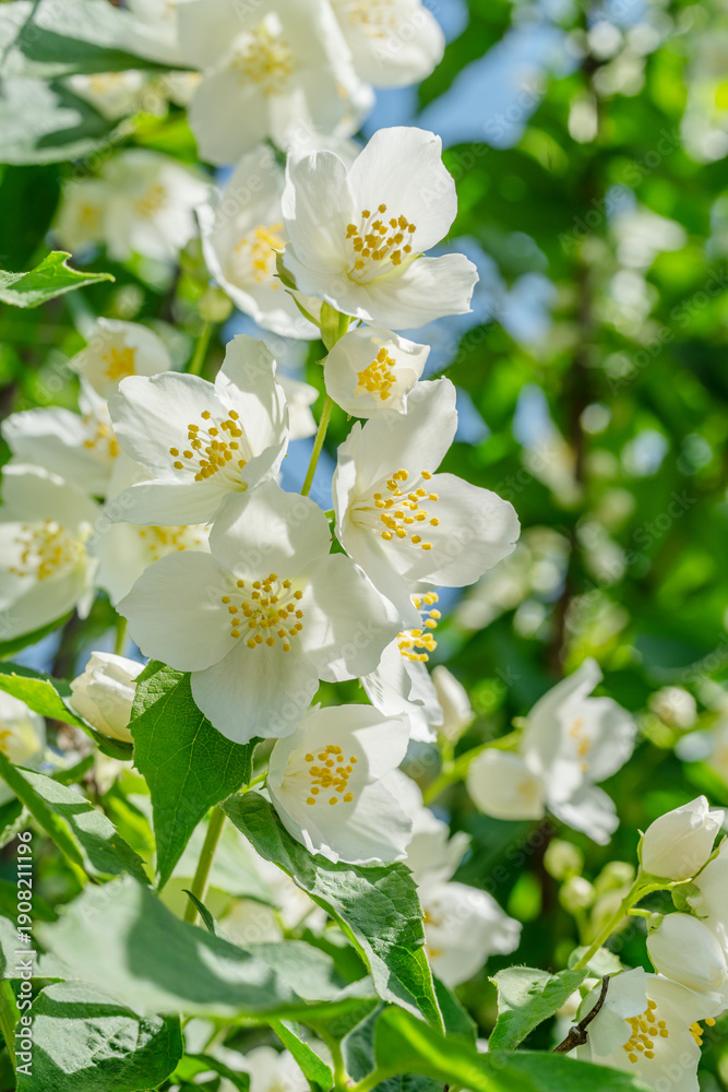 Obraz premium White jasmine flowers blooming on a jasmine bush (Philadelphus) against a clear blue sky.