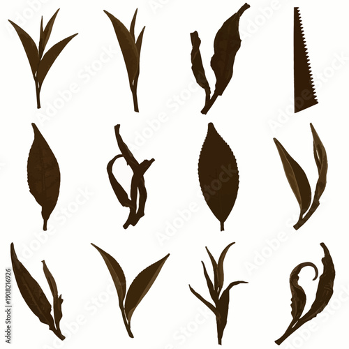 Vector set of dark brown tea leaves and buds, various shapes and stages, isolated on white