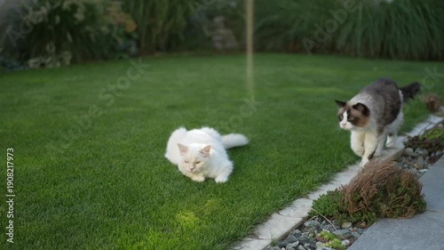 Two fluffy cats meeting in a garden
