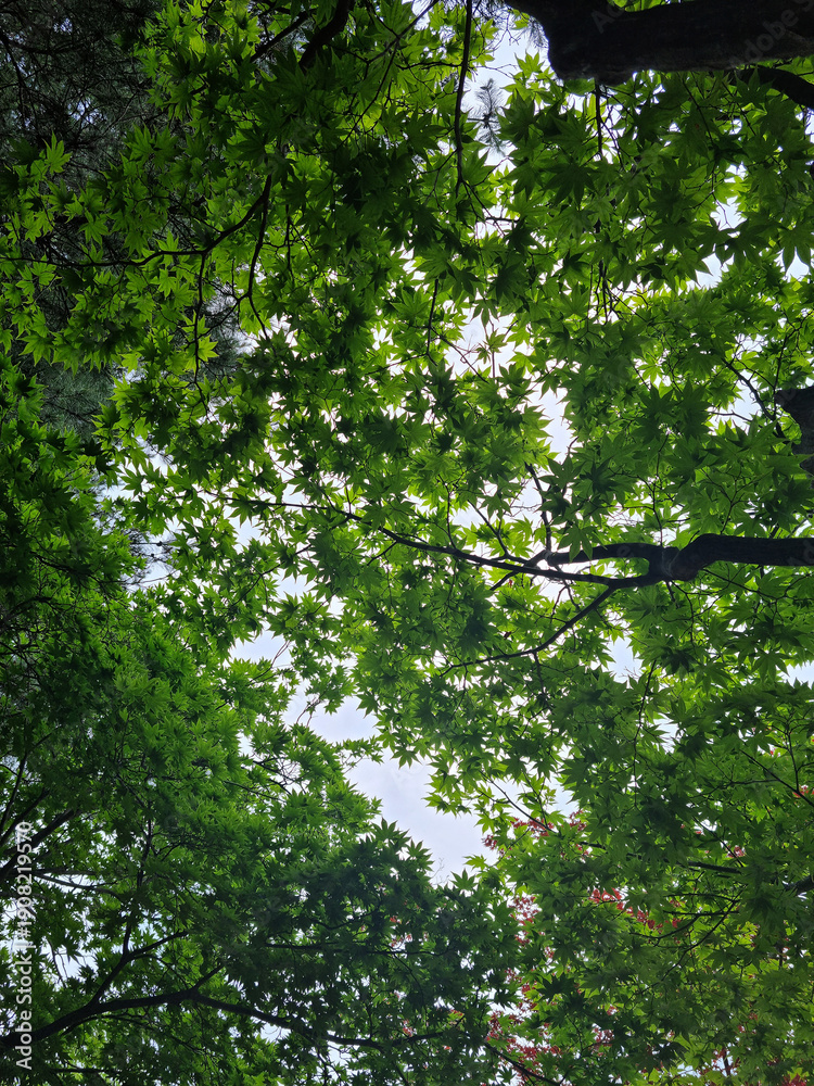 Fototapeta premium maple tree