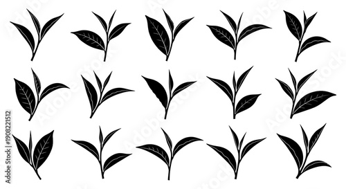 Black vector tea leaves set, green tea bud and leaf icons, herbal plant elements isolated on white