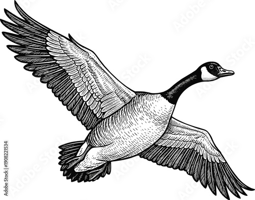Canada Goose Flying Illustration in Vintage Engraving Style - Vector Hand-Drawn Bird Sketch