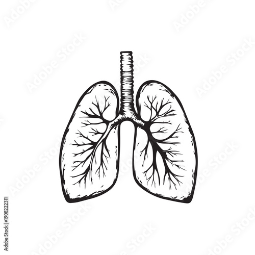 vector illustration of a human lungs