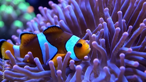 Underwater Scene with Clownfish and Coral Reef.