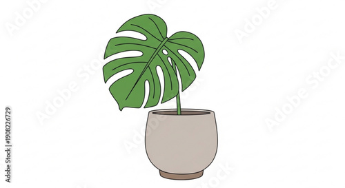 Potted Monstera Deliciosa Plant Illustration with Large Green Leaves in a Pot, Indoor Scene, Front View