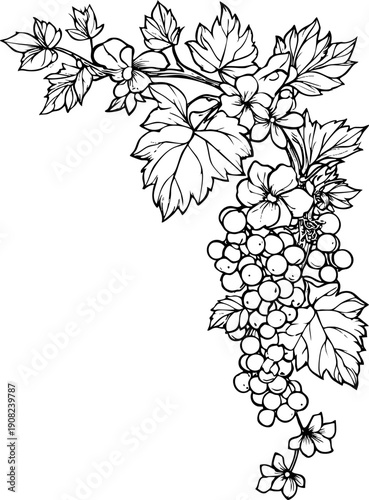 Delicate grapevines with clusters of grapes and leaves illustrated in detail.