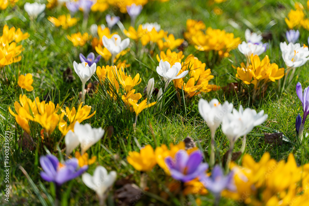 Obraz premium Colorful crocus flowers blooming in early spring. Low angle perspective with shallow depth of field, vibrant flowers, green grass. Concept of spring, urban nature, seasonal change, freshness.