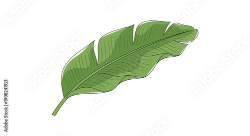 Vibrant green banana leaf illustration, a natural tropical foliage element for diverse designs and projects
