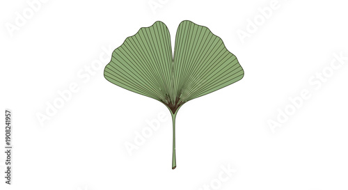 Isolated Ginko Leaf Illustration with Detailed Fan-shaped Lobes on a Clean White Background