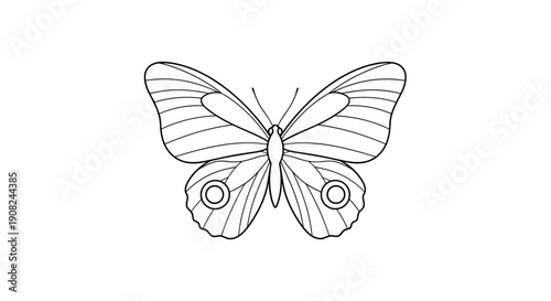 Symmetrical black and white line drawing of a butterfly with detailed wing patterns for artistic coloring pages.