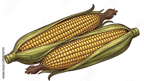 Detailed vintage engraving of two ears of corn with husks, illustrating natural agricultural produce, healthy eating, and farm-fresh ingredients.