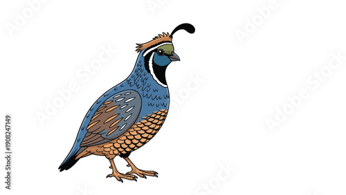 Vibrant vector artwork of a California quail with intricate feather details, showcasing its unique plumage and elegant posture.