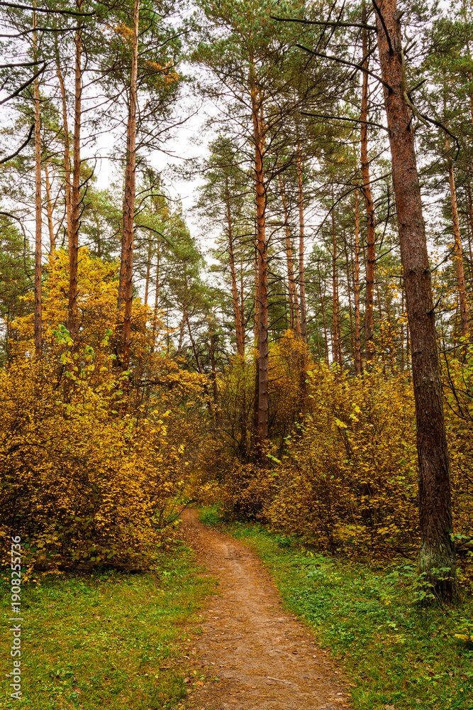 Fototapeta premium Forest path in autumn park with tall pine trees and golden foliage. Nature trail in seasonal woodland for outdoor activity. Scenic landscape.