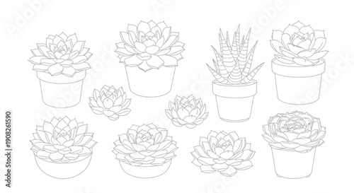 Collection of beautifully detailed line art illustrations showcasing various succulent plants arranged in simple pots perfect for adult coloring books and botanical design projects.