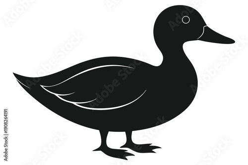 duck isolated on white